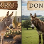 difference-between-burro-and-donkey