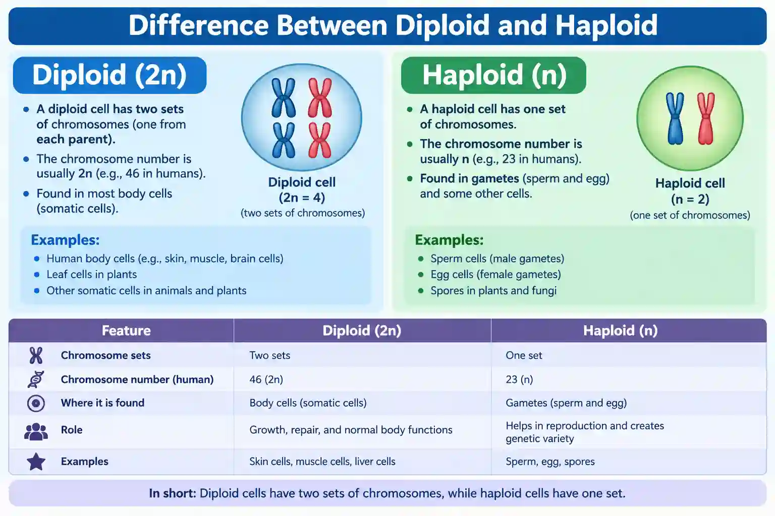 difference between diploid and haploid